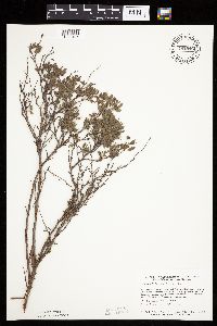 Dasiphora fruticosa image