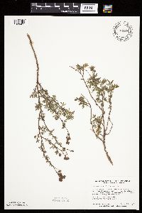 Dasiphora fruticosa image