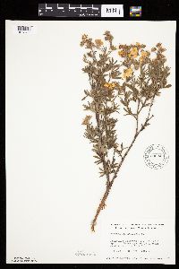 Dasiphora fruticosa image