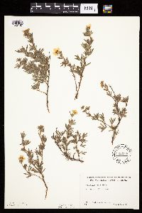 Dasiphora fruticosa image