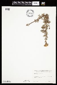 Dasiphora fruticosa image