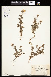 Dasiphora fruticosa image