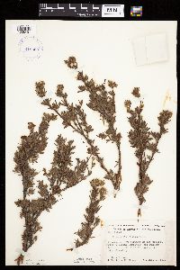 Dasiphora fruticosa image