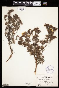 Dasiphora fruticosa image