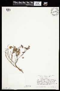 Dasiphora fruticosa image