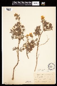 Dasiphora fruticosa image