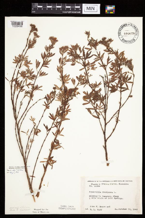 Dasiphora fruticosa image