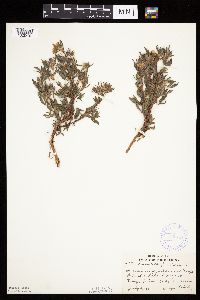 Dasiphora fruticosa image