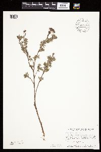 Dasiphora fruticosa image