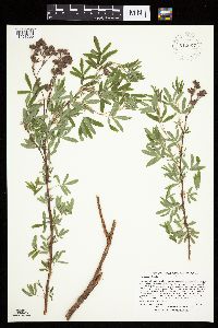 Dasiphora fruticosa image