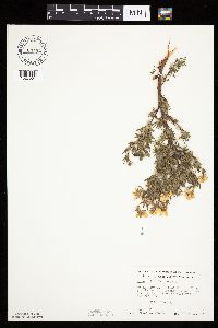 Dasiphora fruticosa image