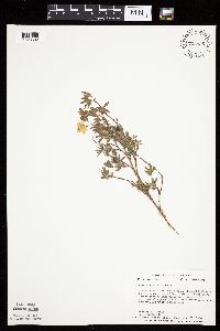 Dasiphora fruticosa image