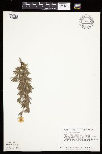 Dasiphora fruticosa image