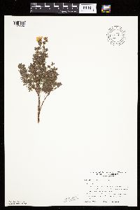 Dasiphora fruticosa image