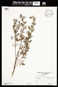 Dasiphora fruticosa image