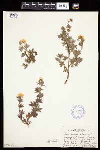 Dasiphora fruticosa image