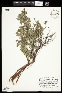 Dasiphora fruticosa image