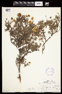 Dasiphora fruticosa image