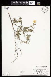 Dasiphora fruticosa image