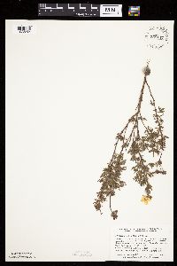 Dasiphora fruticosa image