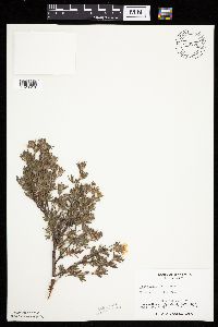 Dasiphora fruticosa image