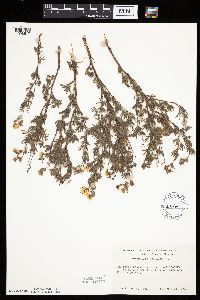 Dasiphora fruticosa image