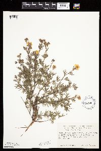 Dasiphora fruticosa image