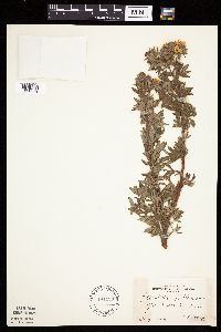 Dasiphora fruticosa image