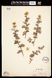 Dasiphora fruticosa image