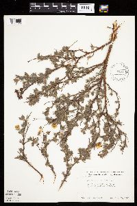 Dasiphora fruticosa image