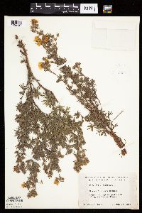 Dasiphora fruticosa image