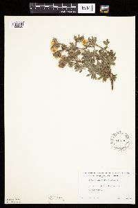 Dasiphora fruticosa image