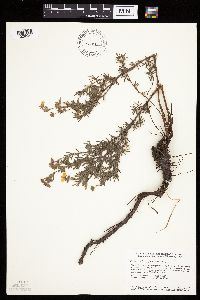 Dasiphora fruticosa image