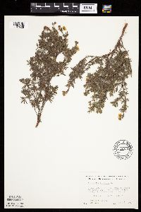 Dasiphora fruticosa image