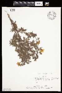 Dasiphora fruticosa image