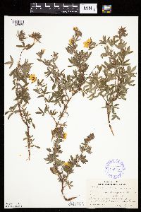 Dasiphora fruticosa image