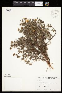 Dasiphora fruticosa image