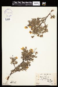 Dasiphora fruticosa image