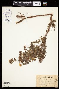 Dasiphora fruticosa image