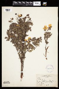 Dasiphora fruticosa image