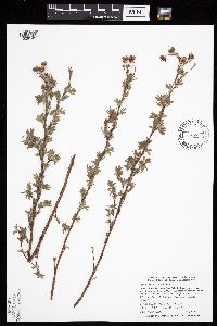 Dasiphora fruticosa image