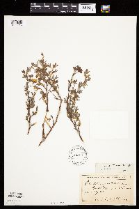 Dasiphora fruticosa image