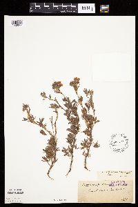 Dasiphora fruticosa image