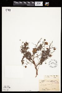 Dasiphora fruticosa image