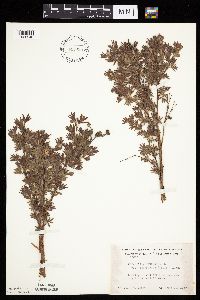 Dasiphora fruticosa image