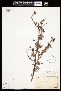 Dasiphora fruticosa image