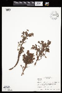 Dasiphora fruticosa image