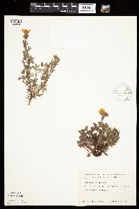 Dasiphora fruticosa image