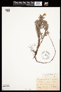 Dasiphora fruticosa image