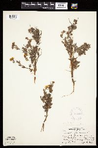 Dasiphora fruticosa image